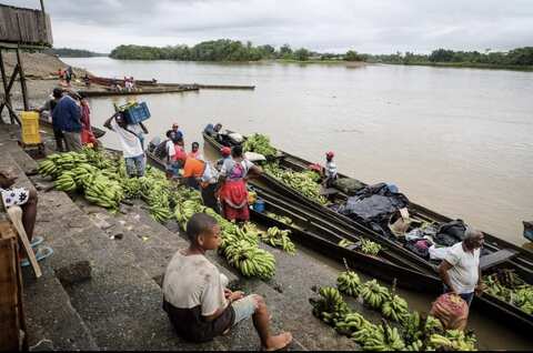 Canoas cargadas con racimos de plátano junto al muelle del río en una comunidad de Alto Baudó